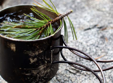 pinwytea|White Pine Needle Tea Recipe and White Pine Remedies .